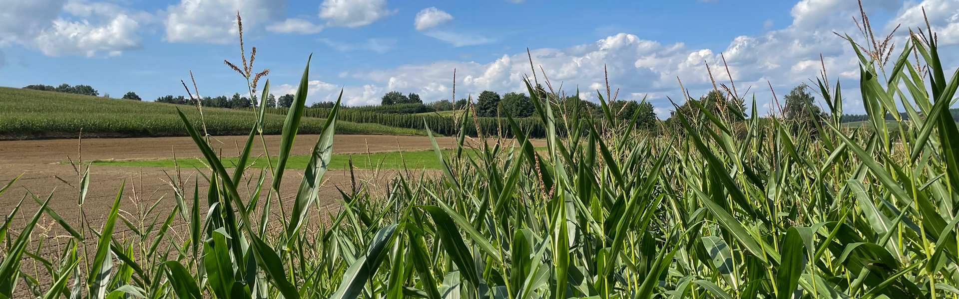 Slider Hopfen und Mais